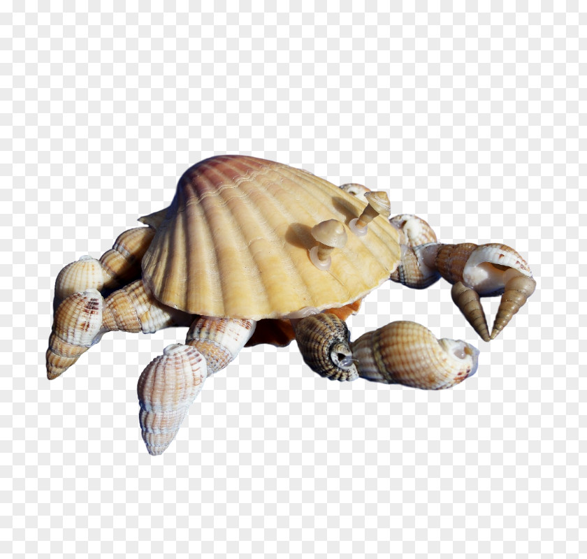 Turtle Sea Reptile Tortoise Animal PNG