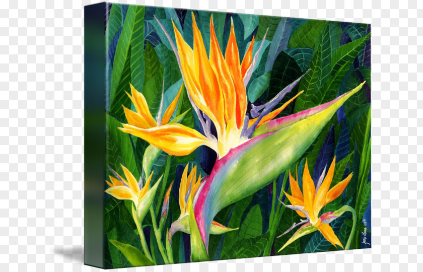 Bird Bird-of-paradise Strelitzia Reginae Art Painting PNG