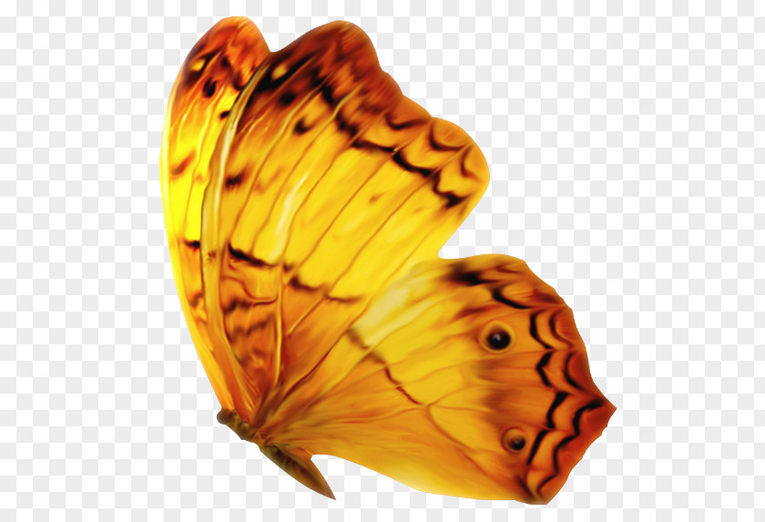 Butterfly Monarch Clip Art PNG