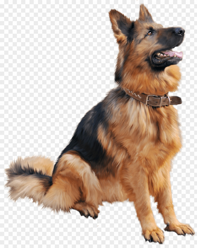 Dog Image High-definition Video Wallpaper PNG