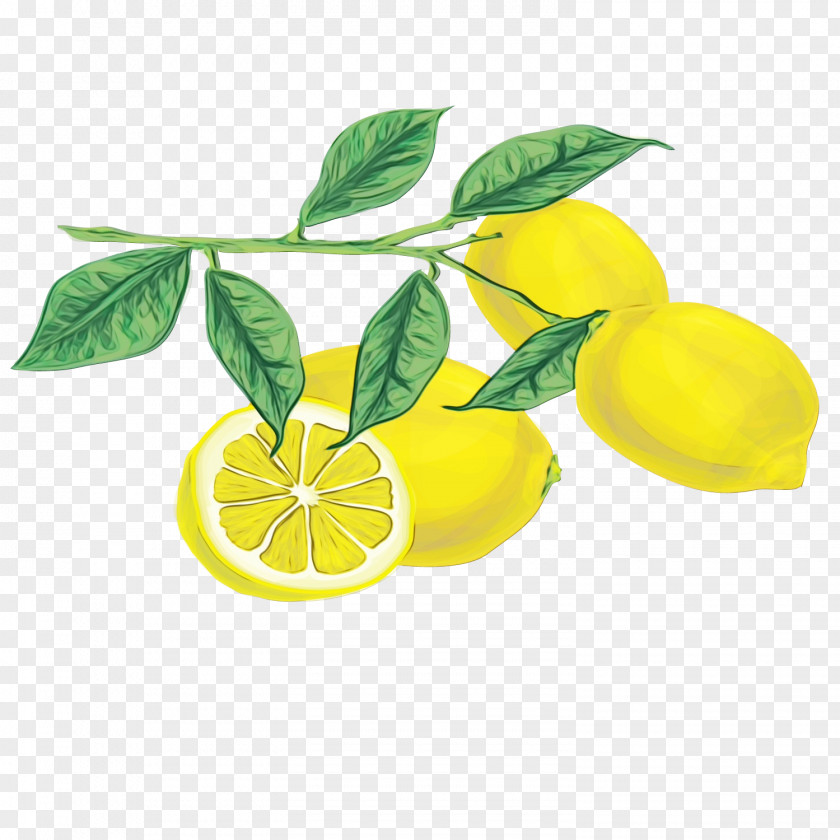 Key Lime Flower Lemon PNG