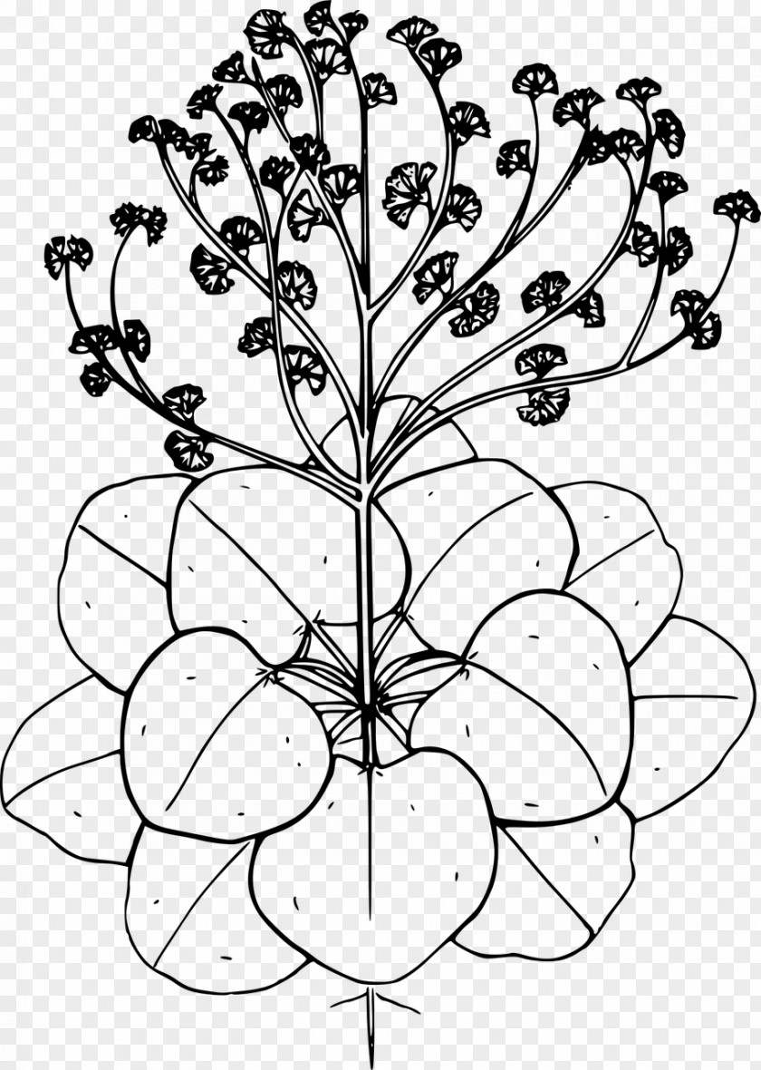 Wild Flower Drawing Line Art Clip PNG