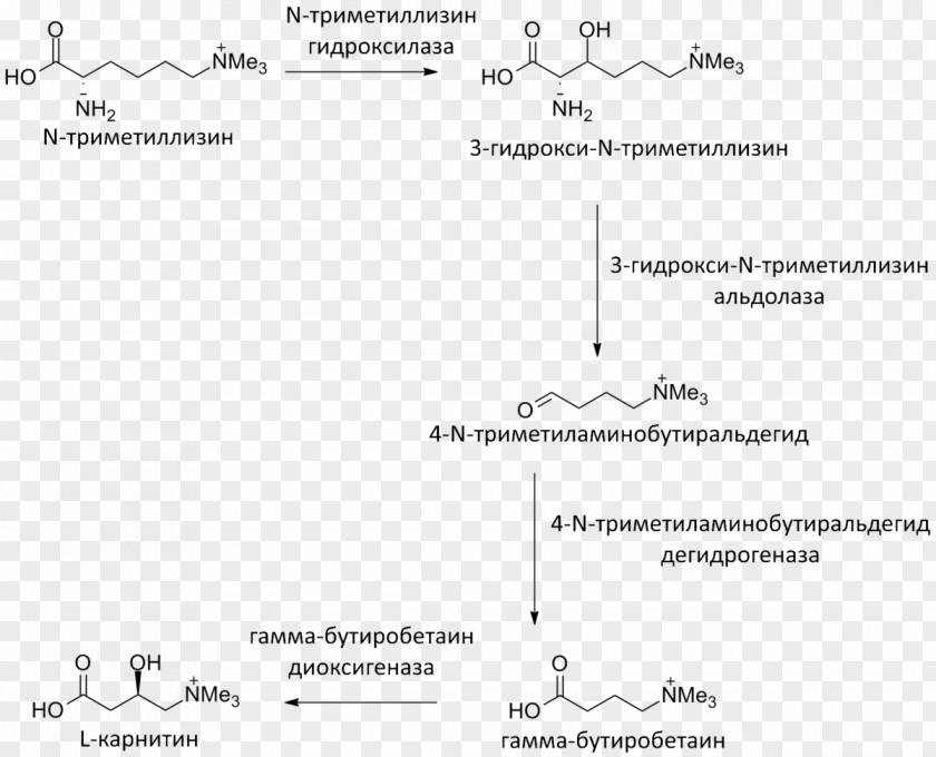 Biosynthesis Levocarnitine Meldonium Gamma-butyrobetaine Dioxygenase Sintesis PNG