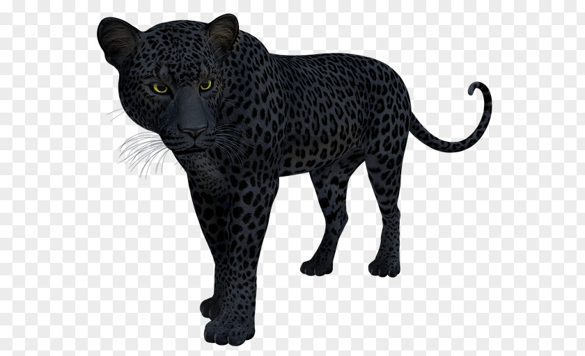 Black Panther Leopard Jaguar Cat T-shirt PNG