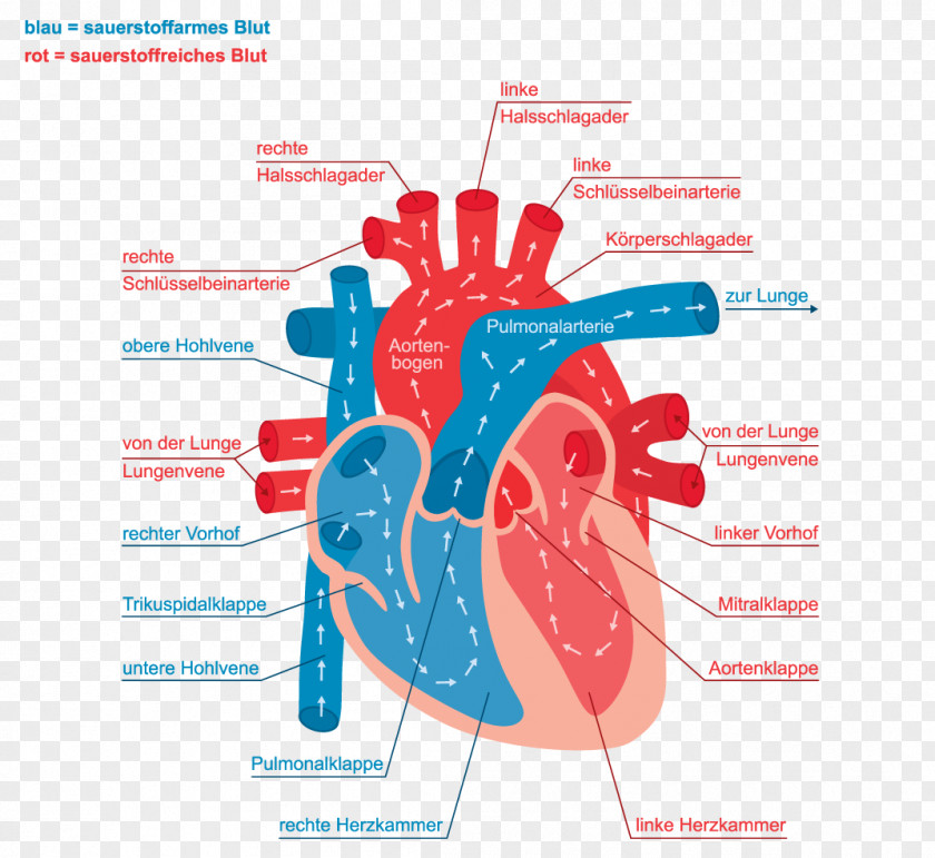 Heart Systole Diastole Blood Pressure Bundle Of His PNG