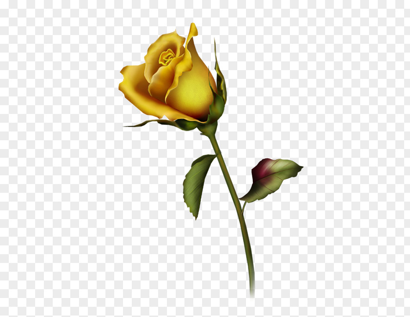 Rose Clip Art PNG