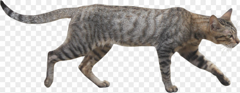 Wild Cats Wildcat Clip Art Adobe Photoshop PNG