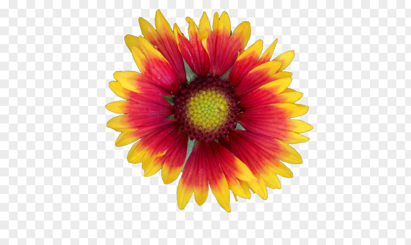 Flower Cut Flowers PNG