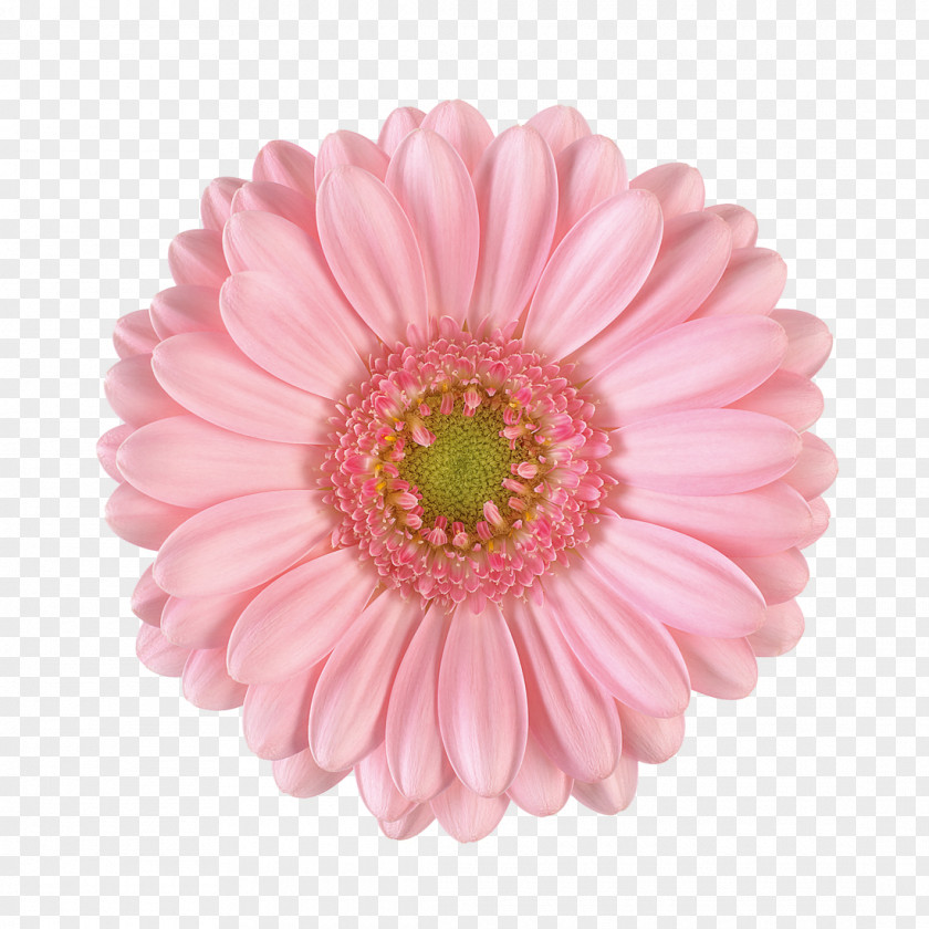 Flower Transvaal Daisy Bouquet Chrysanthemum Garden Roses PNG