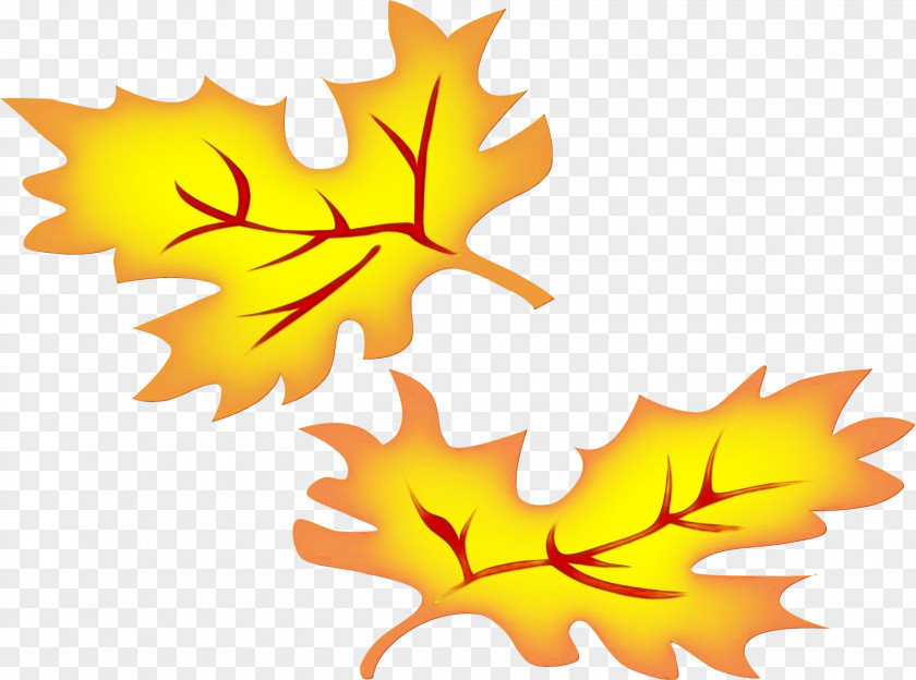 Plane Plant Canada Maple Leaf PNG