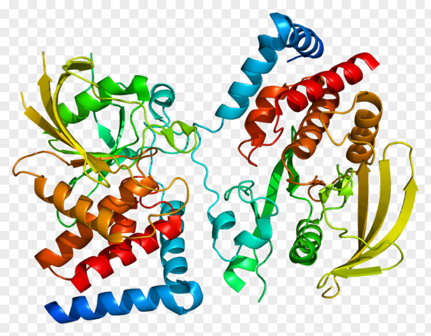 PTPRG Protein Receptor Tyrosine Phosphatase PTPRD PTPRJ PNG