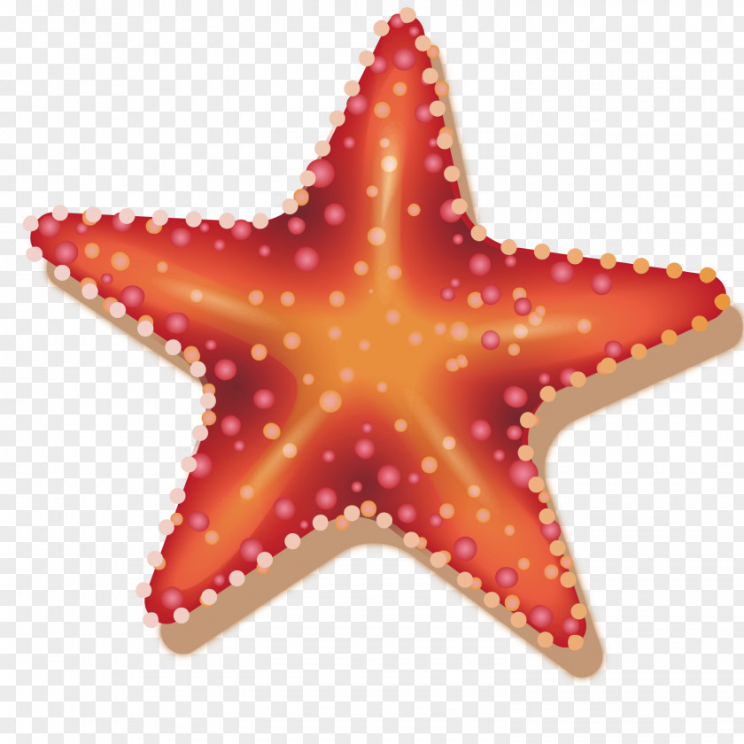 Vector Starfish Decoration Sea PNG