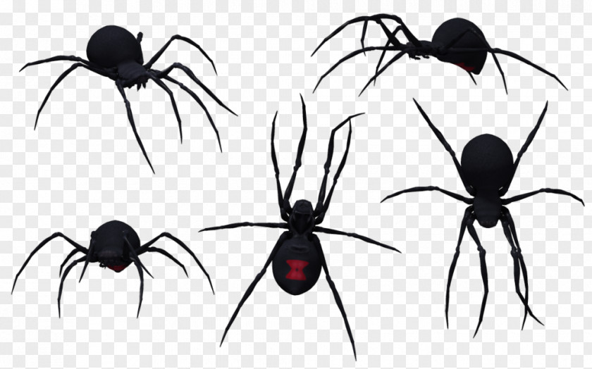Black Widow Spider Southern Redback Clip Art PNG