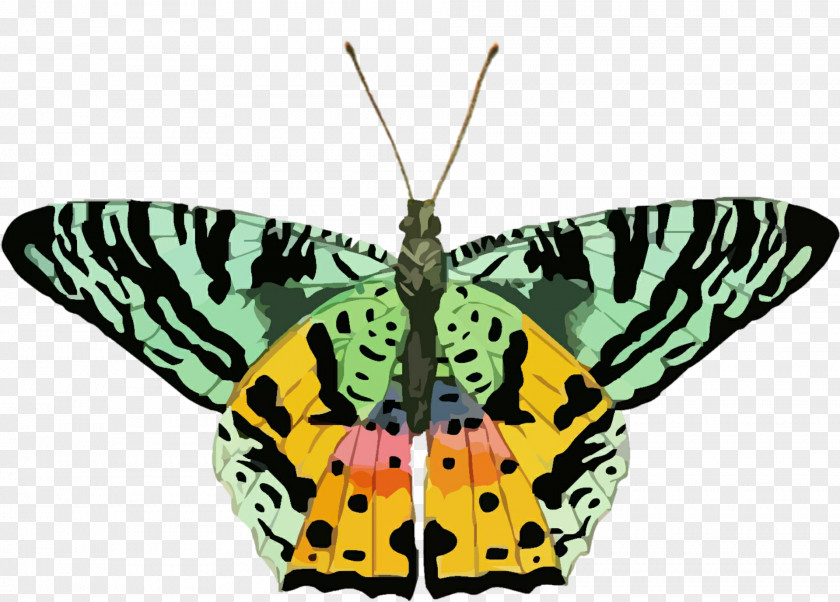 Butterfly Insect Glastonbury Public Schools Clip Art PNG