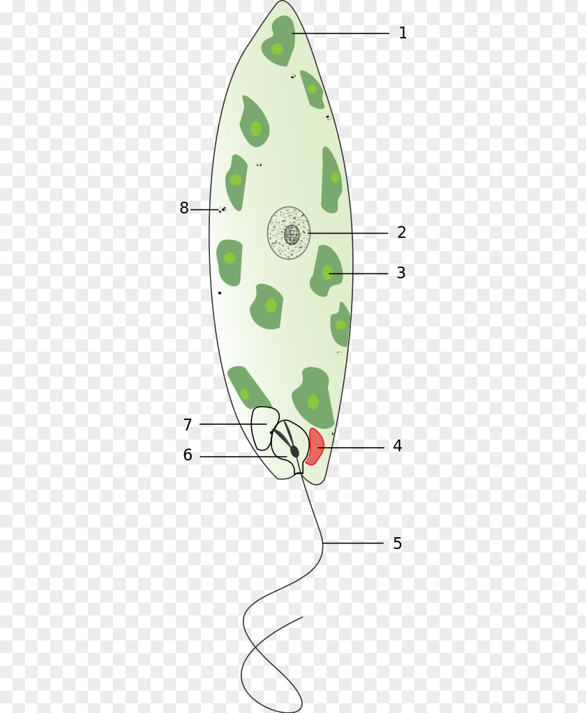 Euglena Symbol Eyespot Apparatus Chloroplast Unicellular Organism Photosynthesis Euglenoids PNG