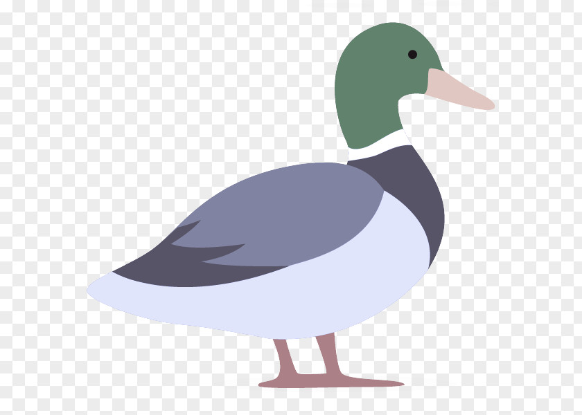 Goose American Black Duck Bird Beak Water Ducks, Geese And Swans PNG