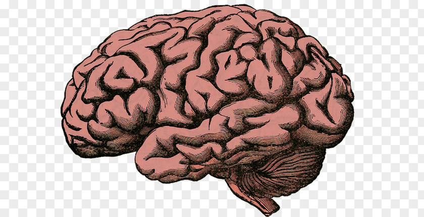 Mind Brain Human Project Superficial Veins Of The PNG