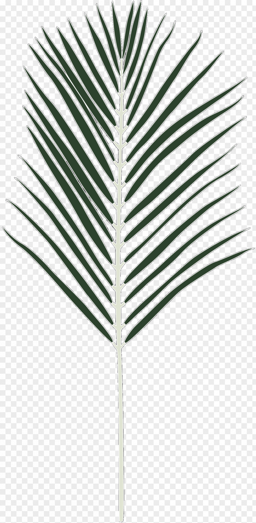 Palm Trees Line Leaf PNG