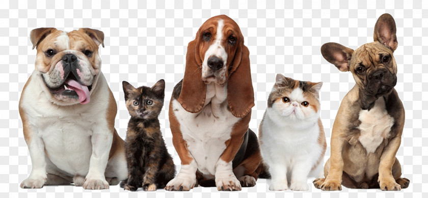 Pet Dogs And Cats Sitting Dog Cat Beechwood Veterinary Clinic PNG
