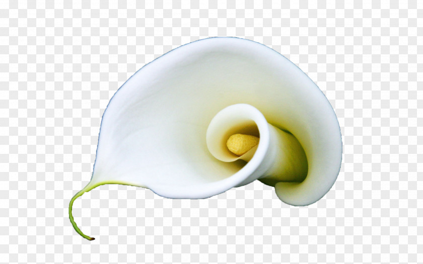 A Blooming White Calla Lily Arum-lily Flower Lilium PNG
