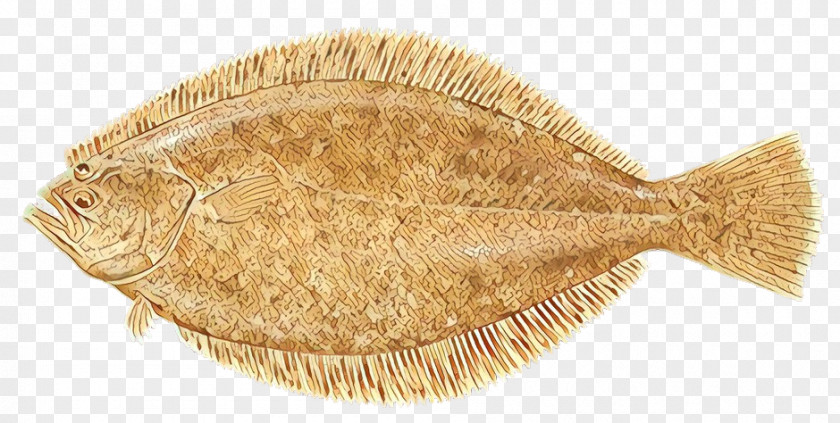 Flatfish Sole Fish Flounder PNG