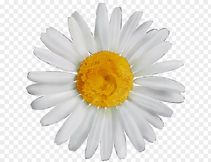 Floral Design PNG