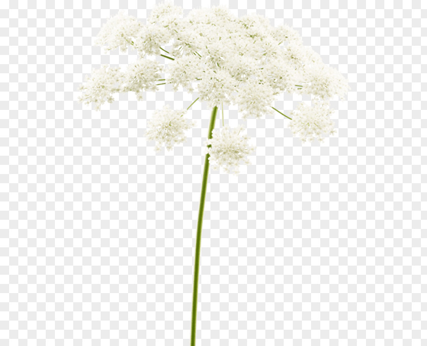 Forza Flowering Plant Stem Branching Plants PNG