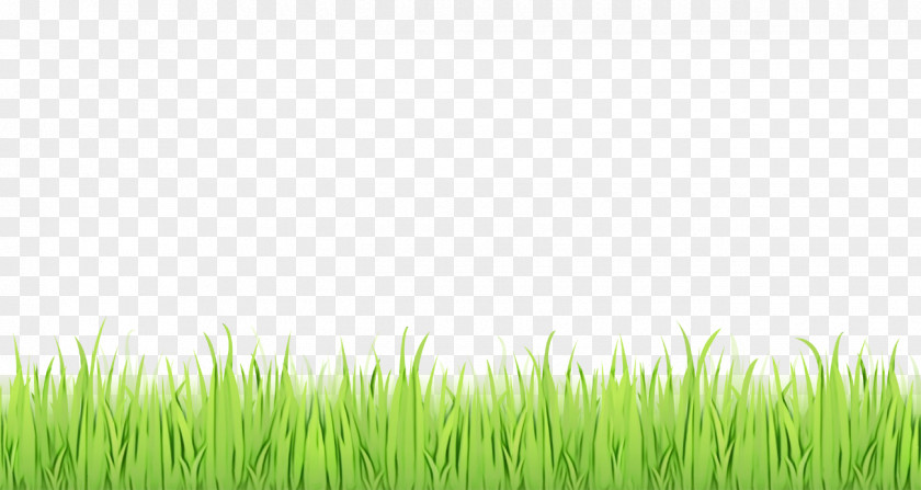 Pasture Chrysopogon Zizanioides Green Grass Background PNG