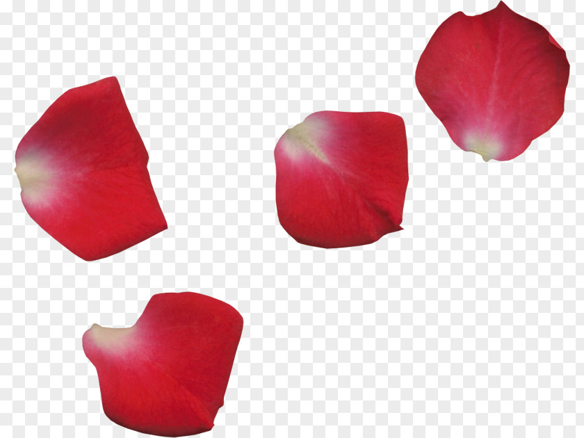 Rose Coquelicot PNG