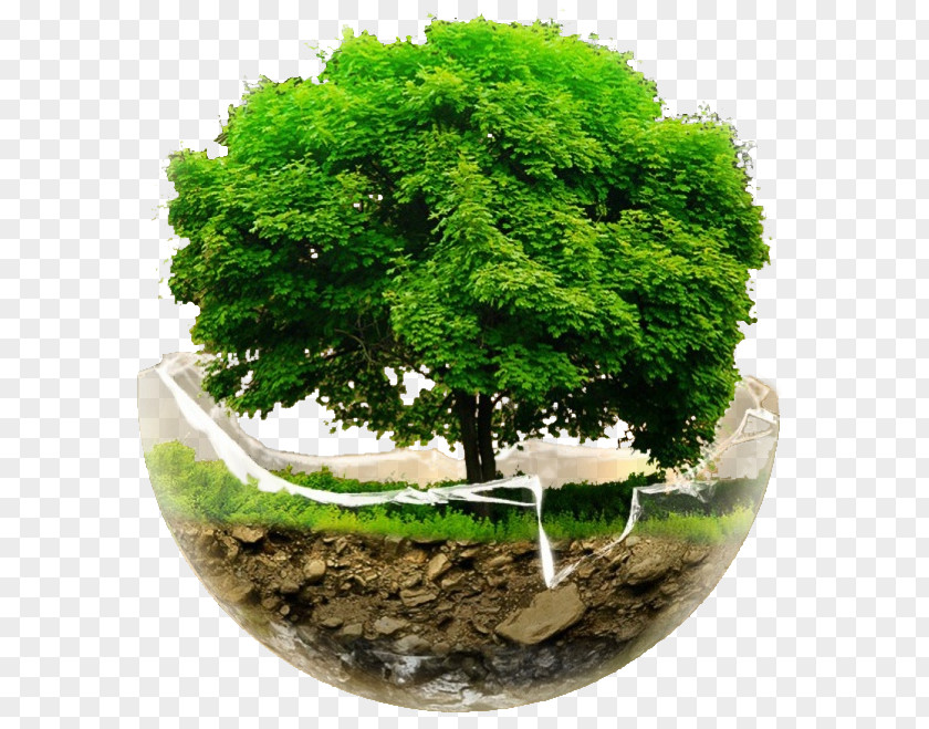 Earth Day Tree Desktop Wallpaper Clip Art PNG