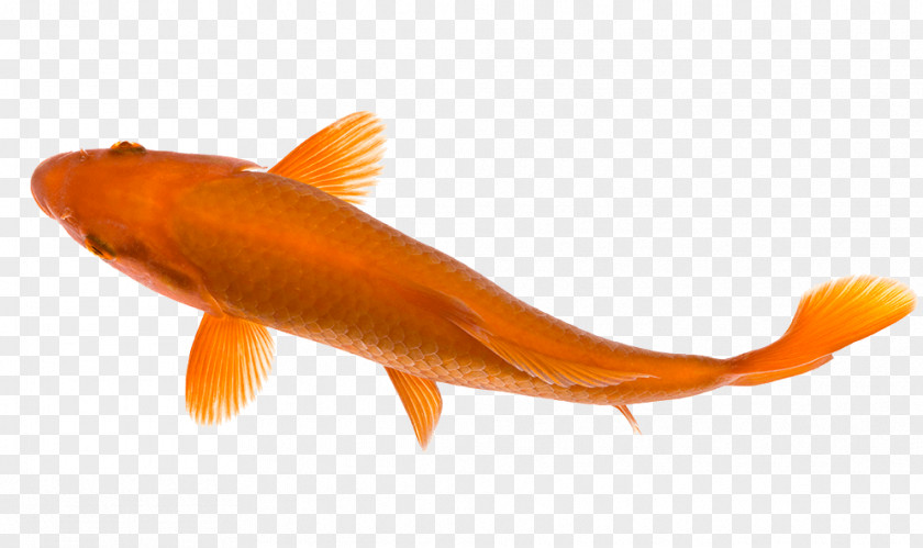 Fish Goldfish Koi Pond Carp PNG