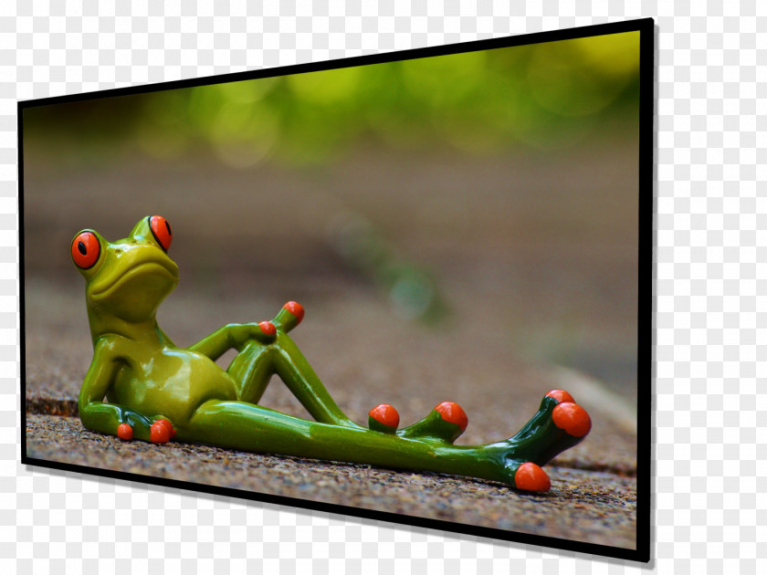 Frog Picture Frames Morning PNG