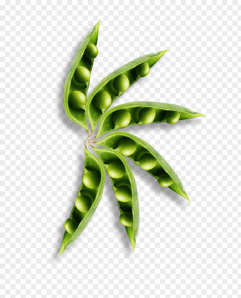 Leaf Plant Stem Herbalism PNG