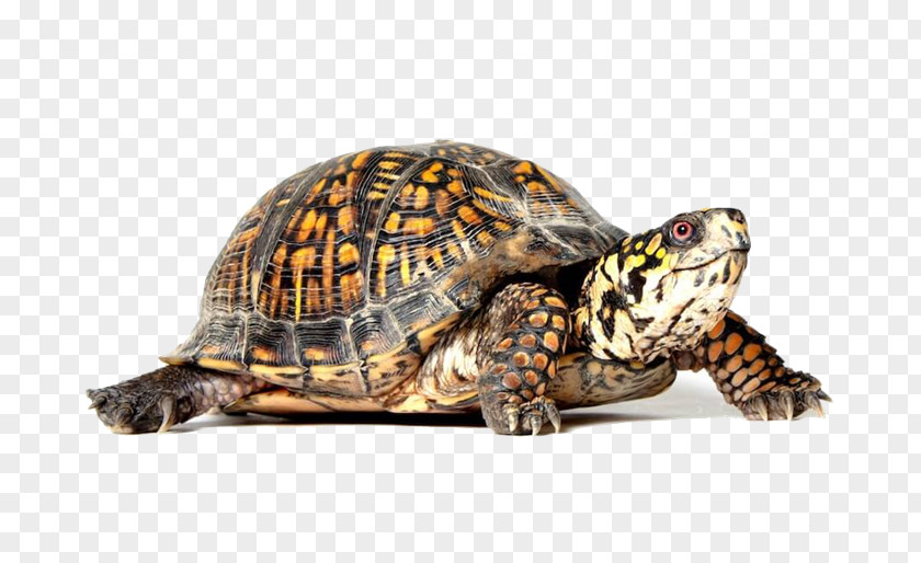 Rog Eastern Box Turtle Reptile Tortoise Shell PNG