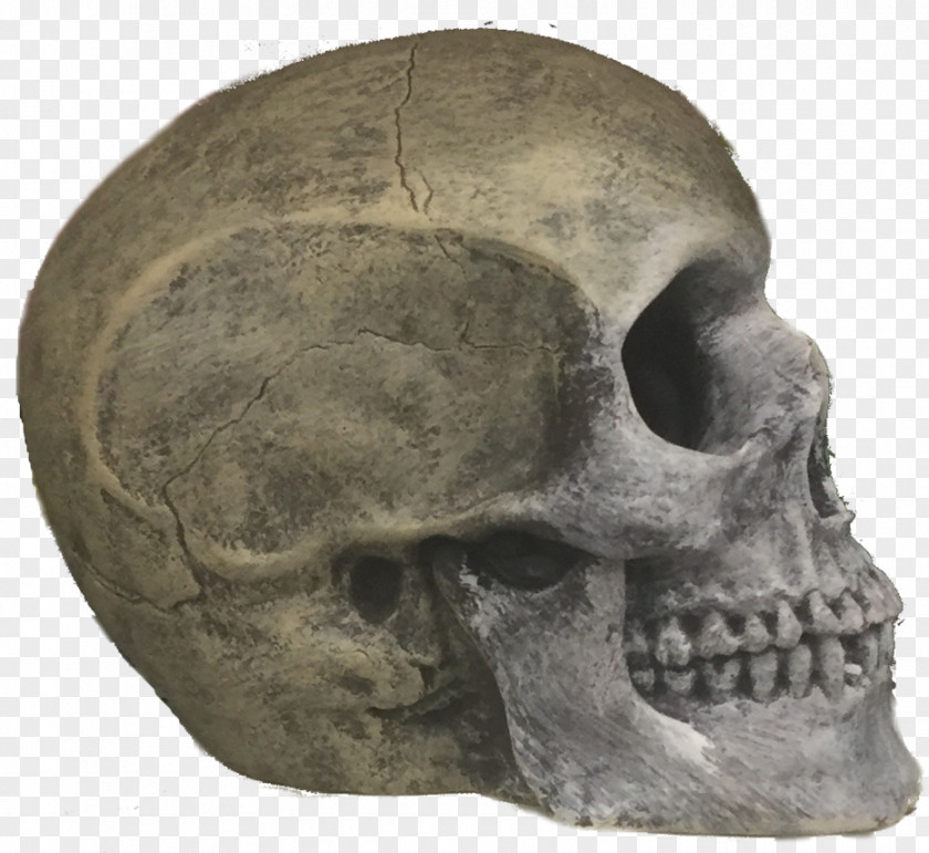 Skull Skeleton Jaw PNG