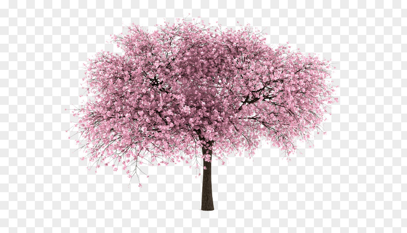 Cherry Blossom Tree PNG