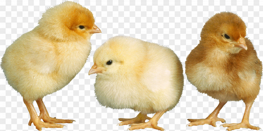 Chicken American Pekin Duck Bird Broiler PNG