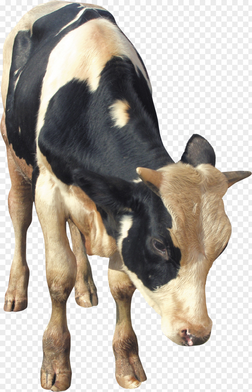 Cow Dairy Cattle Calf Taurine Livestock PNG