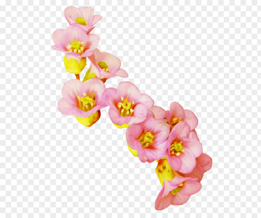 Flower Cut Flowers Moth Orchids Clip Art PNG