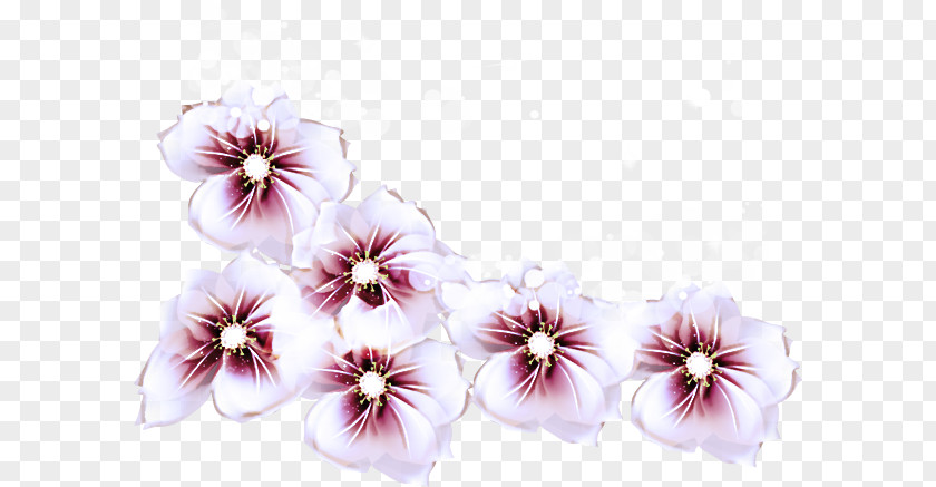 Mallows Herbaceous Plant Cut Flowers Pansy Petal PNG