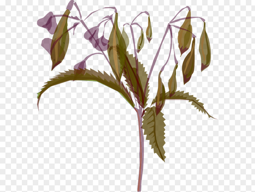 Plant Stem Flower Leaf Twig Archive PNG
