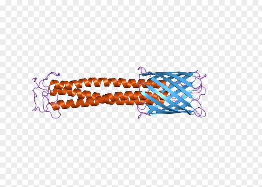 Trimeric Autotransporter Adhesin Bacterial Protein Trimer Haemophilus Influenzae PNG