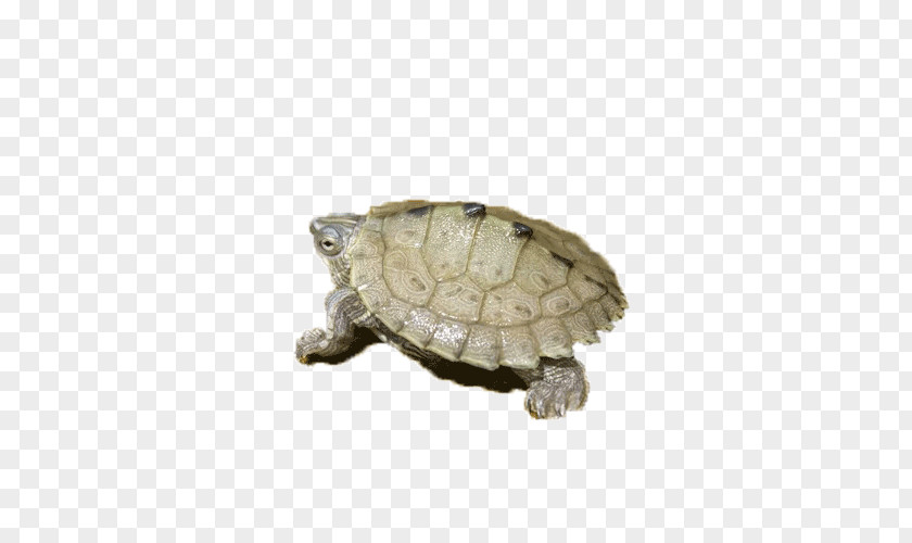 Amphibians Amphibian Turtle Tortoise PNG