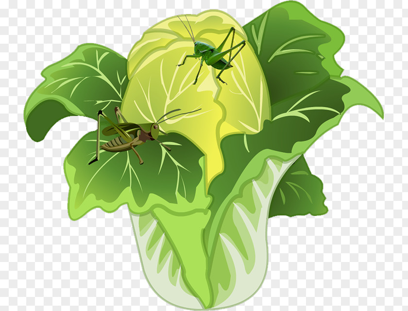 Chinese Cabbage Food PNG