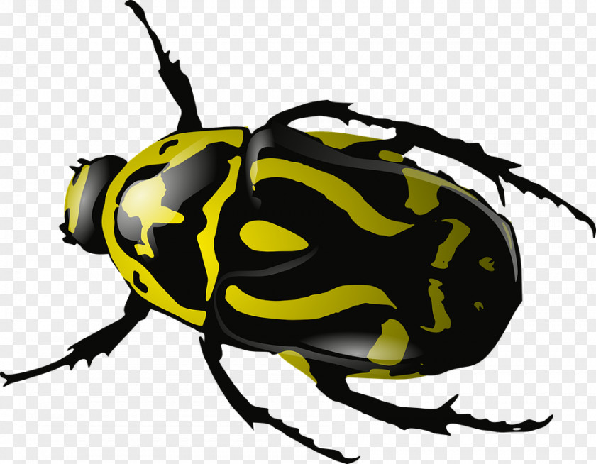 Drawing Dung Beetle Clip Art PNG