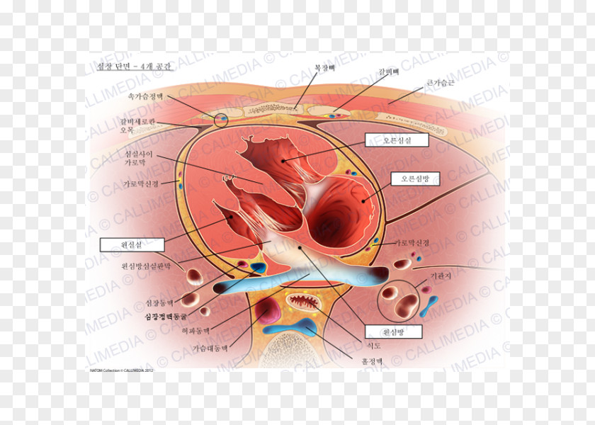 Heart Valve Atrium Left Ventricle Mitral Insufficiency PNG