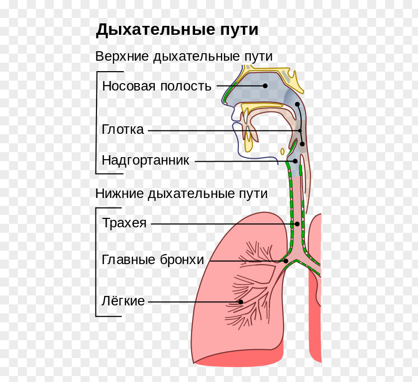 Nose Upper Respiratory Tract Infection System PNG