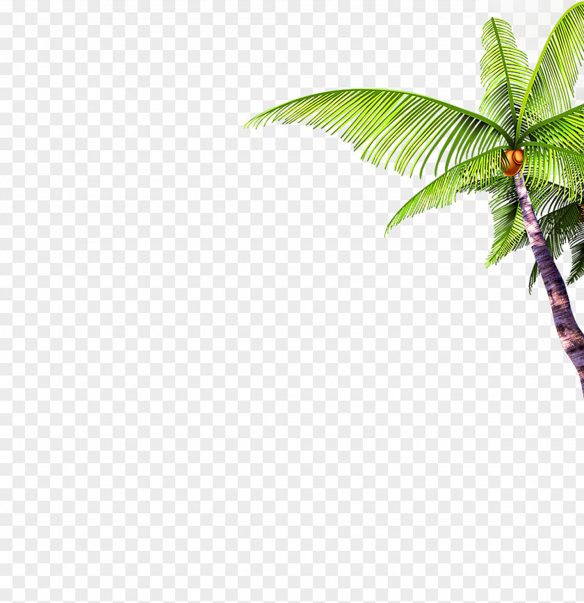 Palm Tree Arecaceae PNG