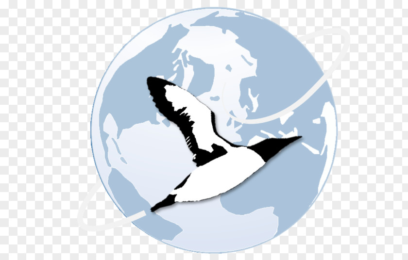 Phalacrocorax Marine Mammal Seabird Ocean Clip Art PNG