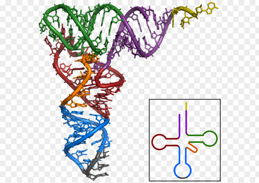 Rna Silencing Transfer RNA Messenger Translation Structure PNG